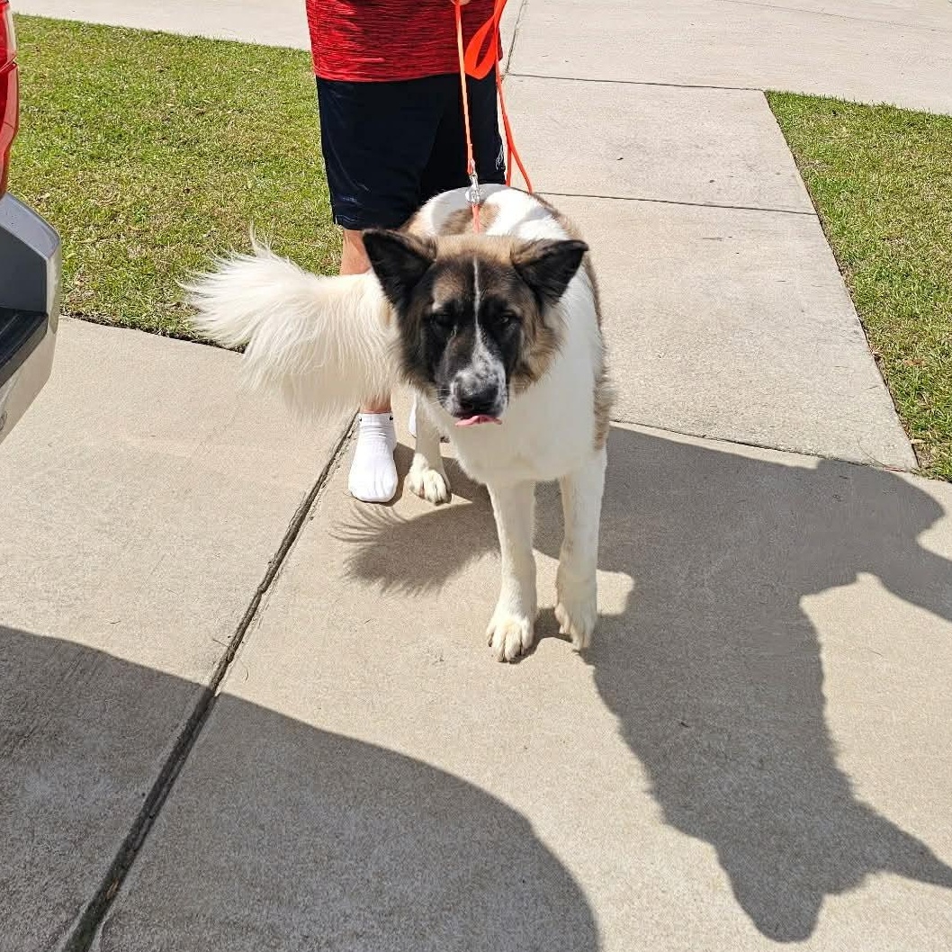 Enlarge Ezra, a ADOPTABLE mixed breed in Wando, SC image 4/5