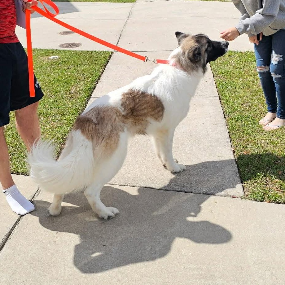 Enlarge Ezra, a ADOPTABLE mixed breed in Wando, SC image 3/5