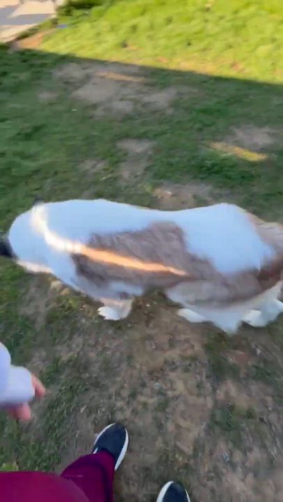 Enlarge Ezra, a ADOPTABLE mixed breed in Wando, SC video 2/5