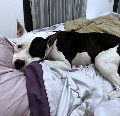 Enlarge Angelica, a Adoptable mixed breed in Washington, DC image 1/3
