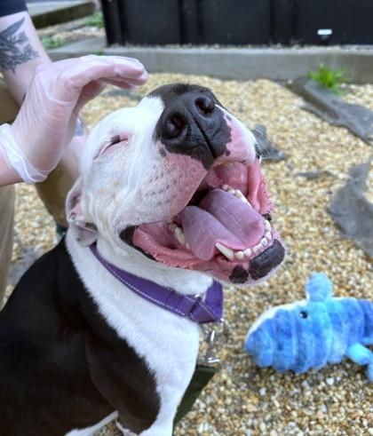 Enlarge Angelica, a Adoptable mixed breed in Washington, DC image 2/3