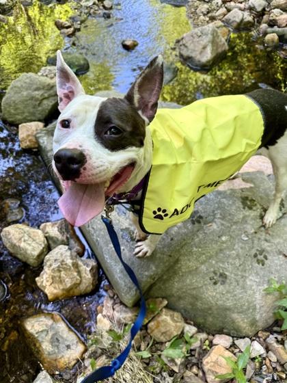 Enlarge Angelica, a Adoptable mixed breed in Washington, DC image 3/3