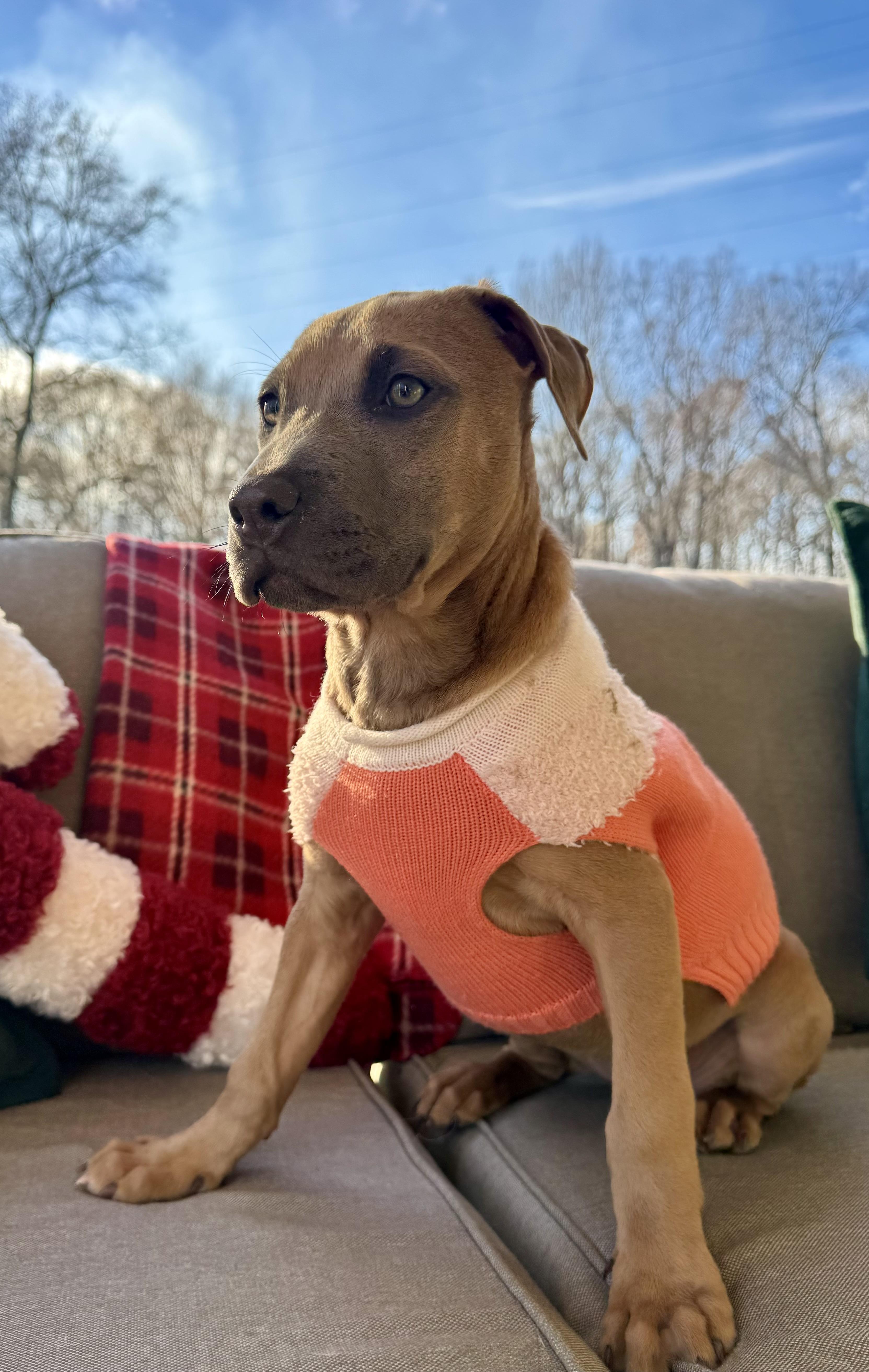 Penny, ADOPTABLE, Puppy Female Weimaraner.