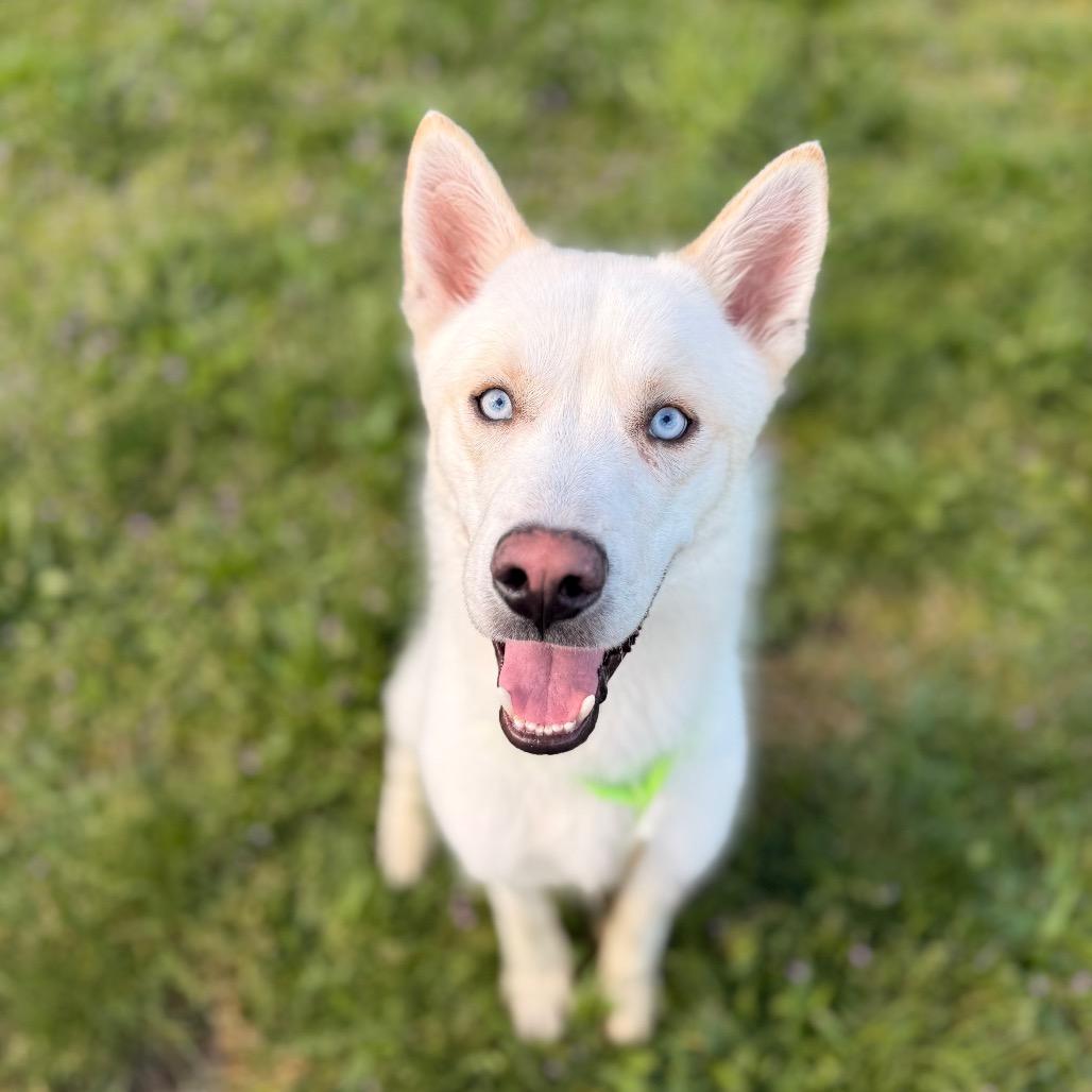 Doc, a Adoptable Husky in Bellingham, WA image 1/6
