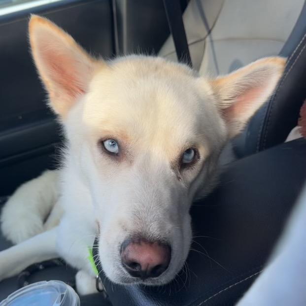 Doc, a Adoptable Husky in Bellingham, WA image 3/6