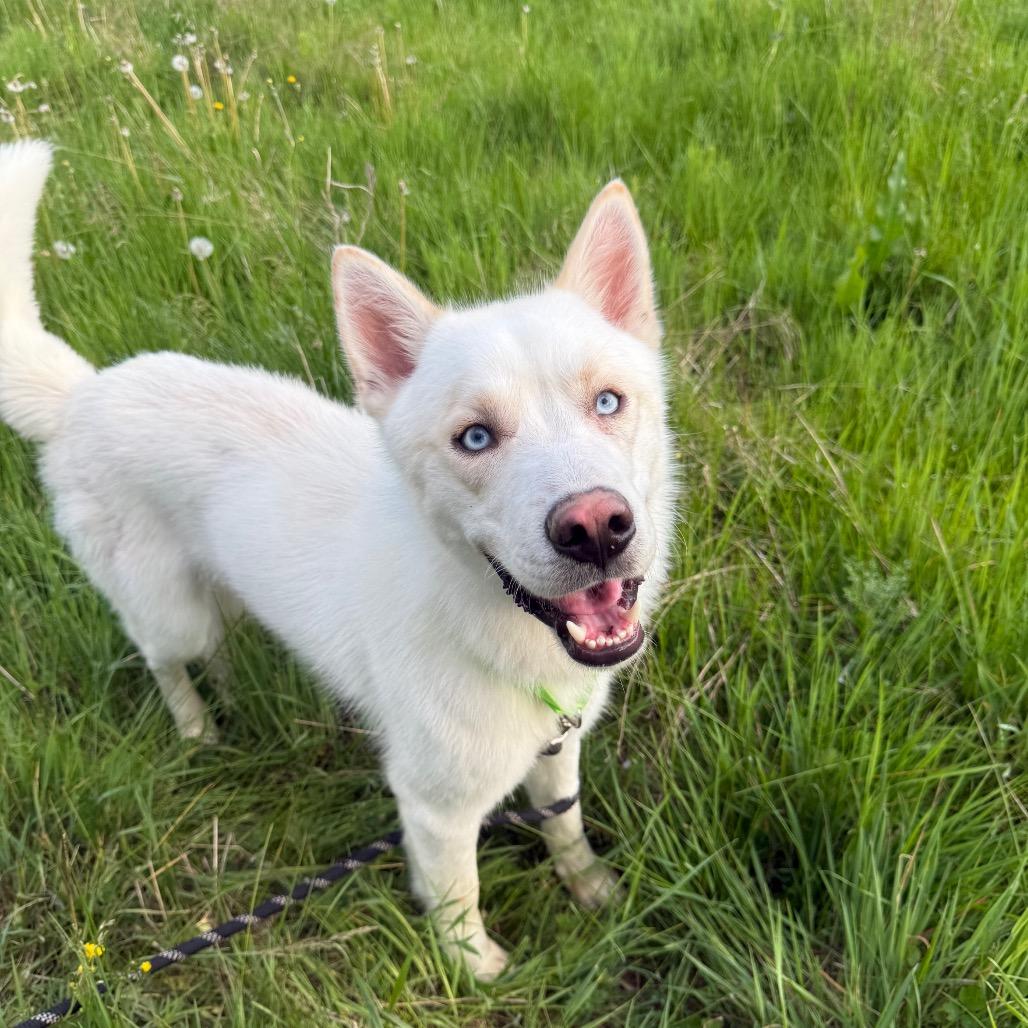 Doc, a Adoptable Husky in Bellingham, WA image 4/6