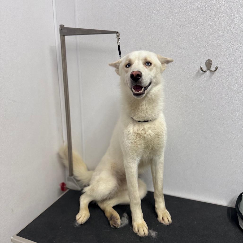 Doc, a Adoptable Husky in Bellingham, WA image 5/6