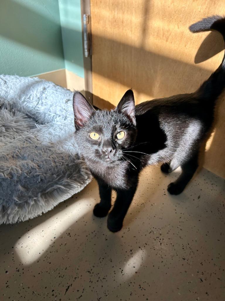 Optikk, a Adoptable mixed breed in West Union, OH image 1/4