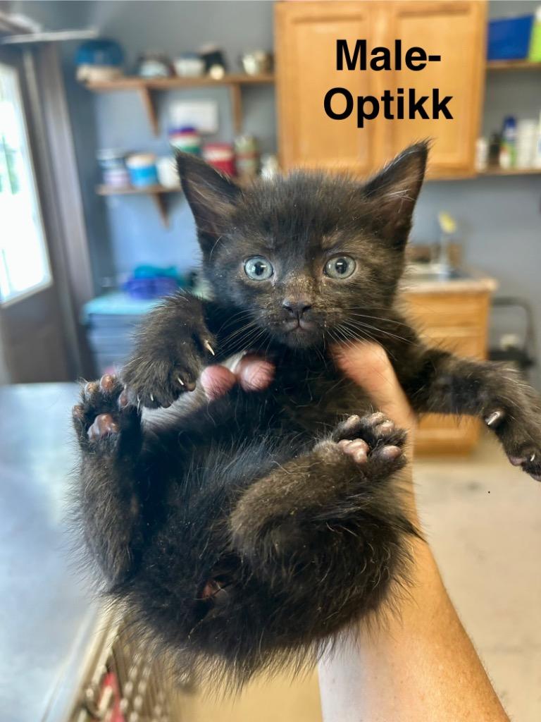 Optikk, a Adoptable mixed breed in West Union, OH image 2/4