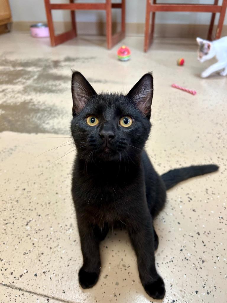 Optikk, a Adoptable mixed breed in West Union, OH image 3/4