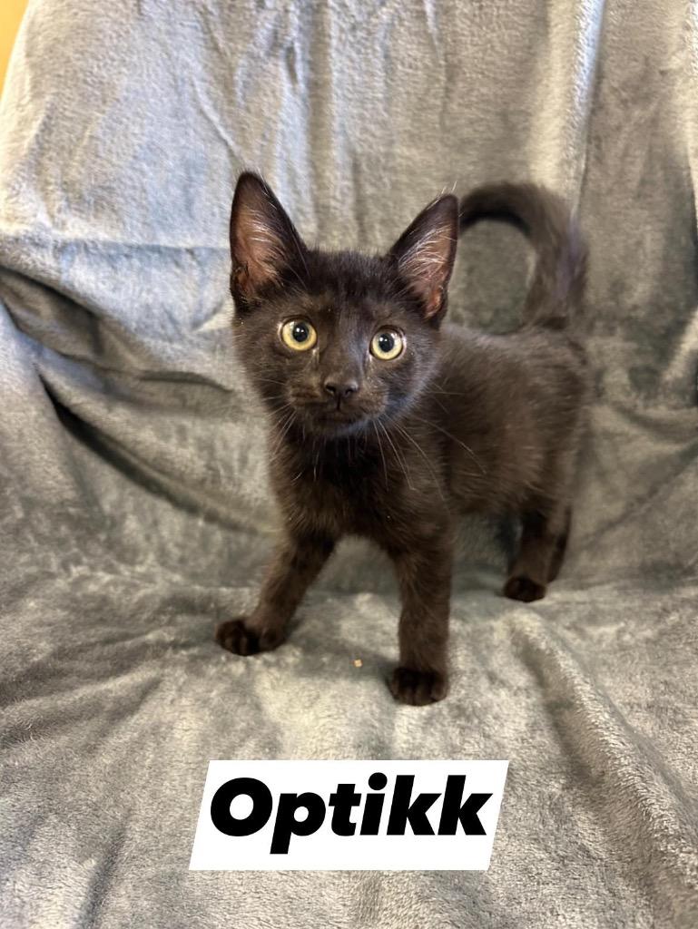 Optikk, a Adoptable mixed breed in West Union, OH image 4/4