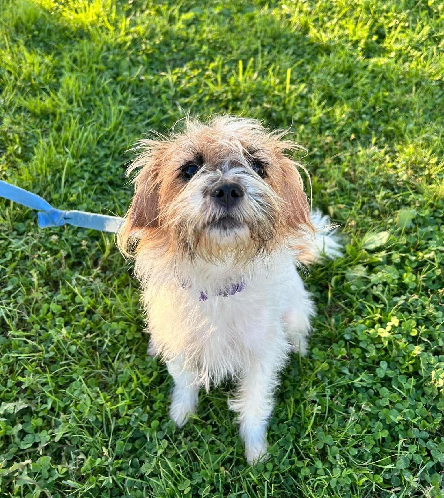 Enlarge Kimmy, a Adoptable mixed breed in Brunswick, OH image 2/6