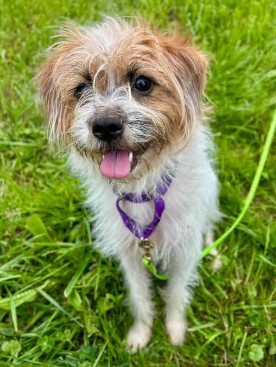 Kimmy, Adoptable, Young Female Jack Russell Terrier.
