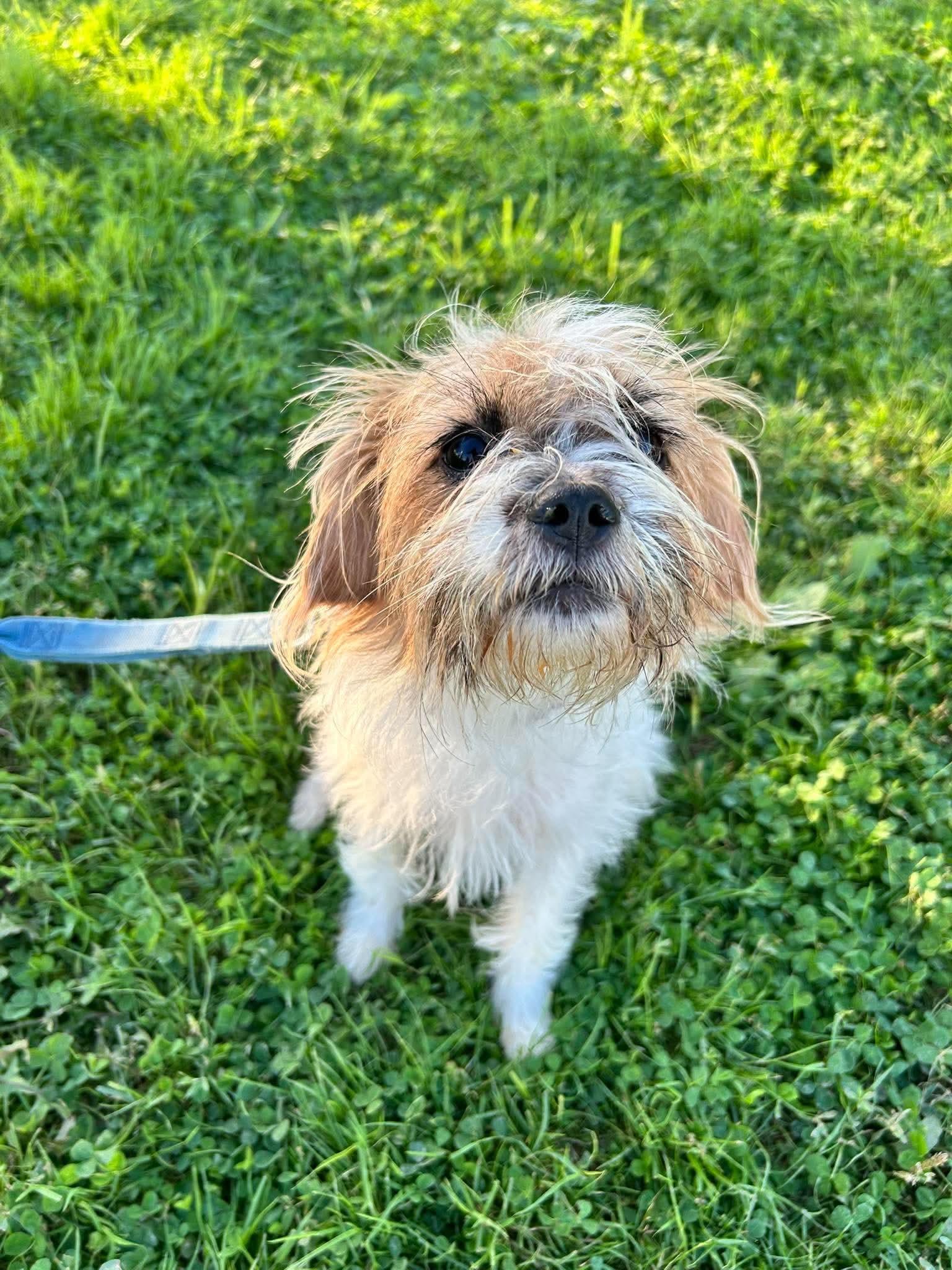 Enlarge Kimmy, a Adoptable mixed breed in Brunswick, OH image 4/6