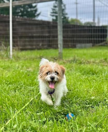 Enlarge Kimmy, a Adoptable mixed breed in Brunswick, OH image 5/6