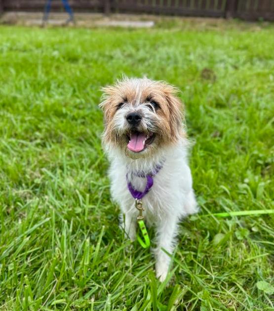 Enlarge Kimmy, a Adoptable mixed breed in Brunswick, OH image 6/6