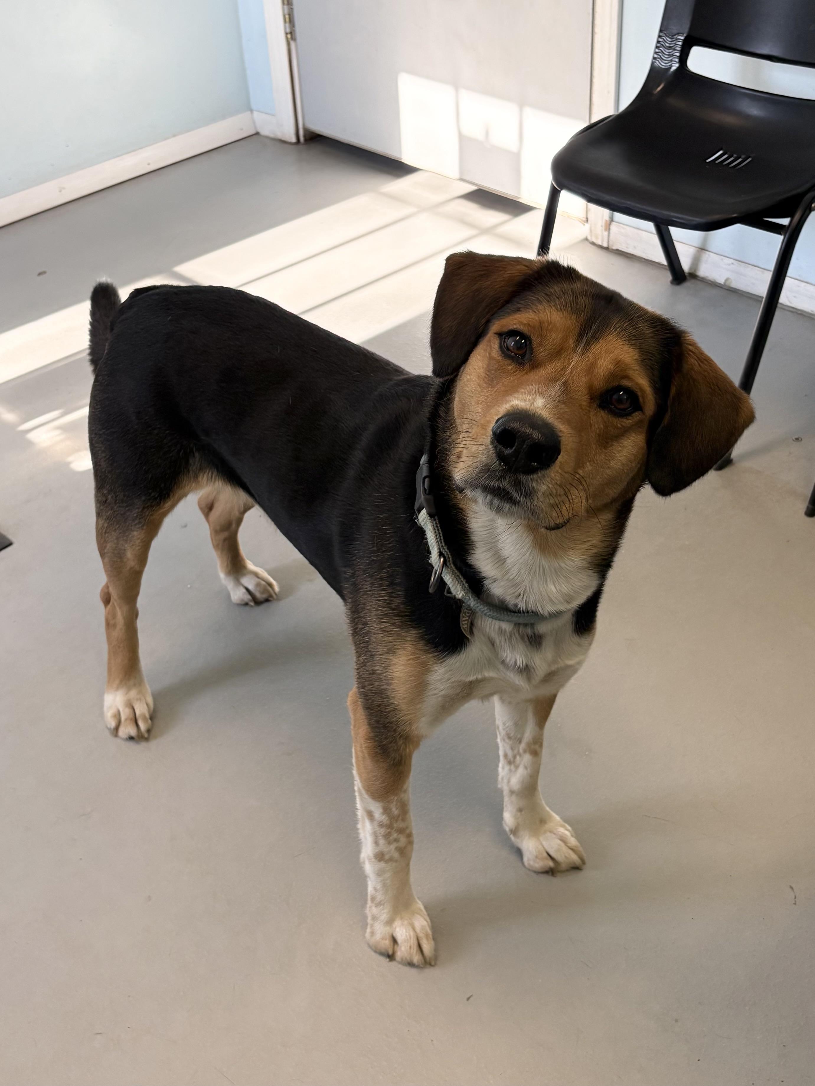 Clooney, ADOPTABLE, Adult Male Mixed Breed.