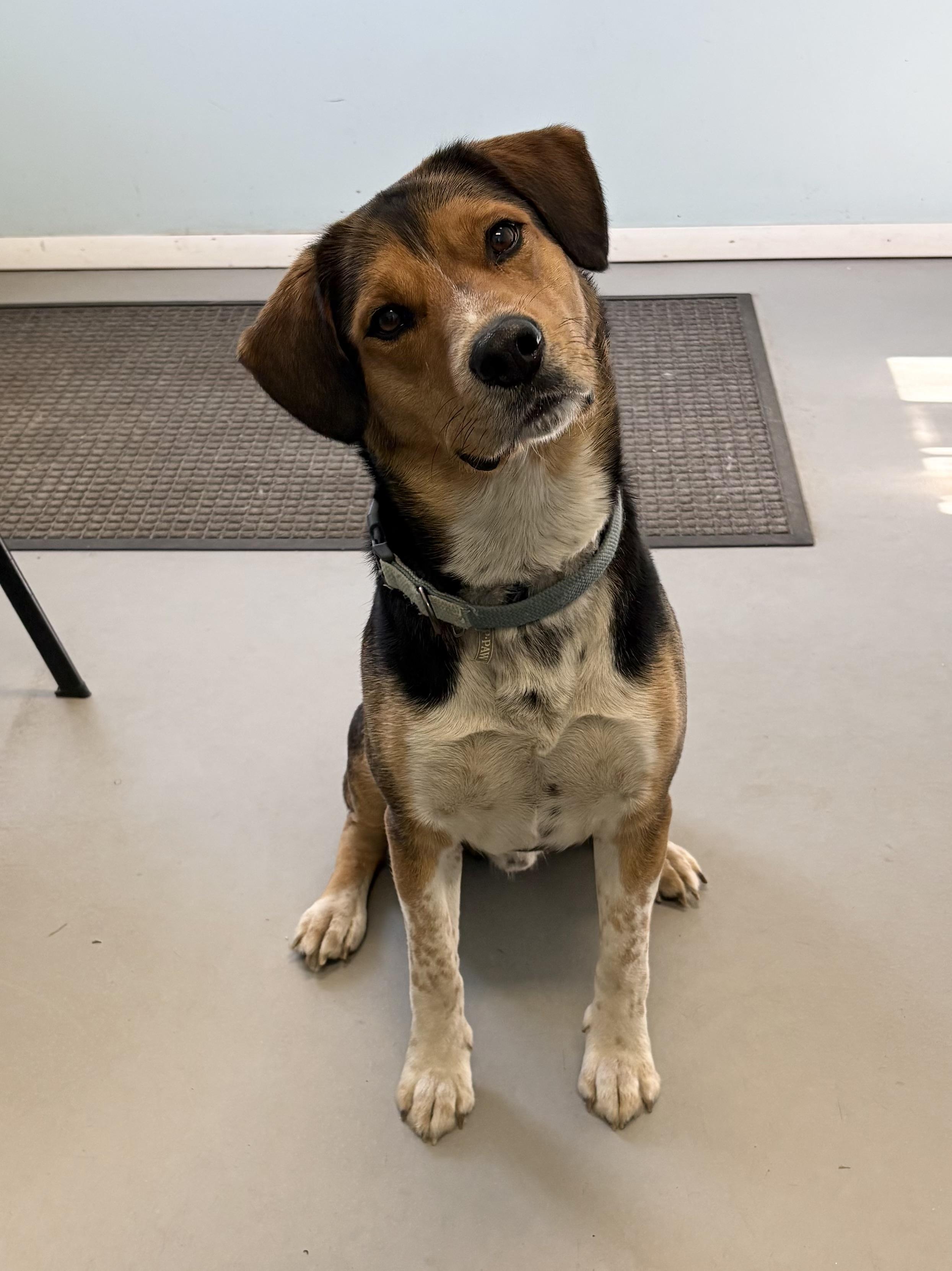 Enlarge Clooney, a ADOPTABLE Mixed Breed in Big Rapids, MI image 2/2
