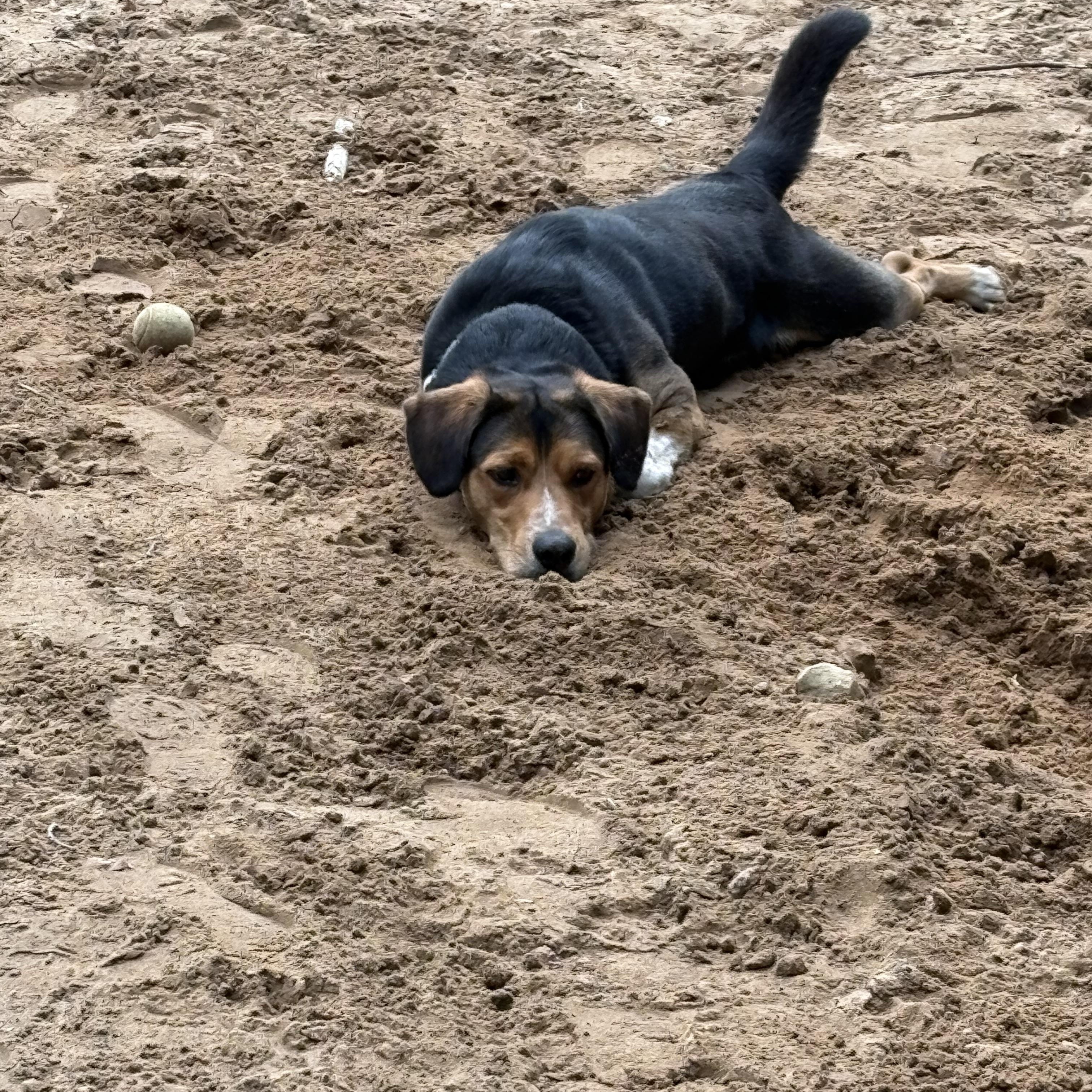 Enlarge Clooney, a ADOPTABLE Mixed Breed in Big Rapids, MI image 3/3