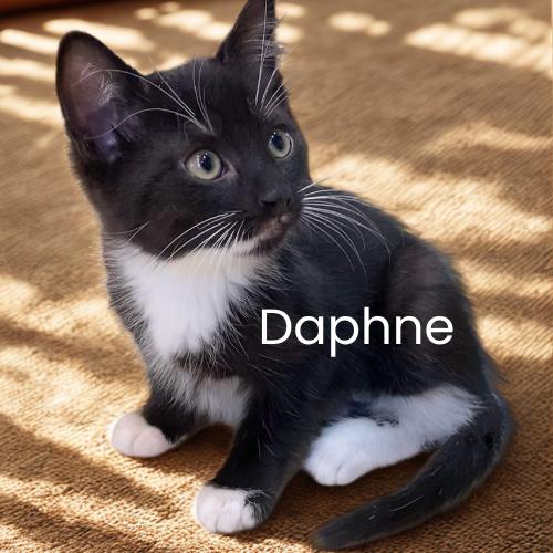 Meet the Scooby Gang-4 Adorable Kittens!, Adoptable, Kitten Male Domestic Short Hair.