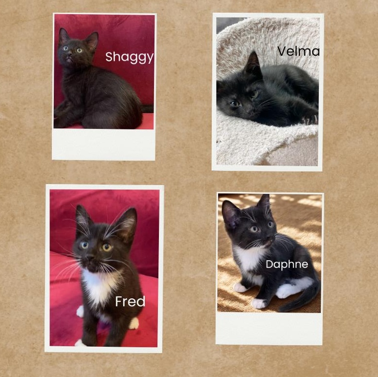 Meet the Scooby Gang-4 Adorable Kittens!, Adoptable, Young Male Domestic Short Hair.