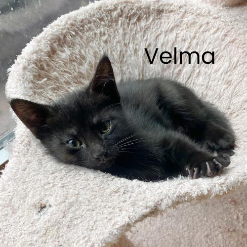 Meet the Scooby Gang-4 Adorable Kittens!, a Adoptable Domestic Short Hair in Laurel, MD image 4/5