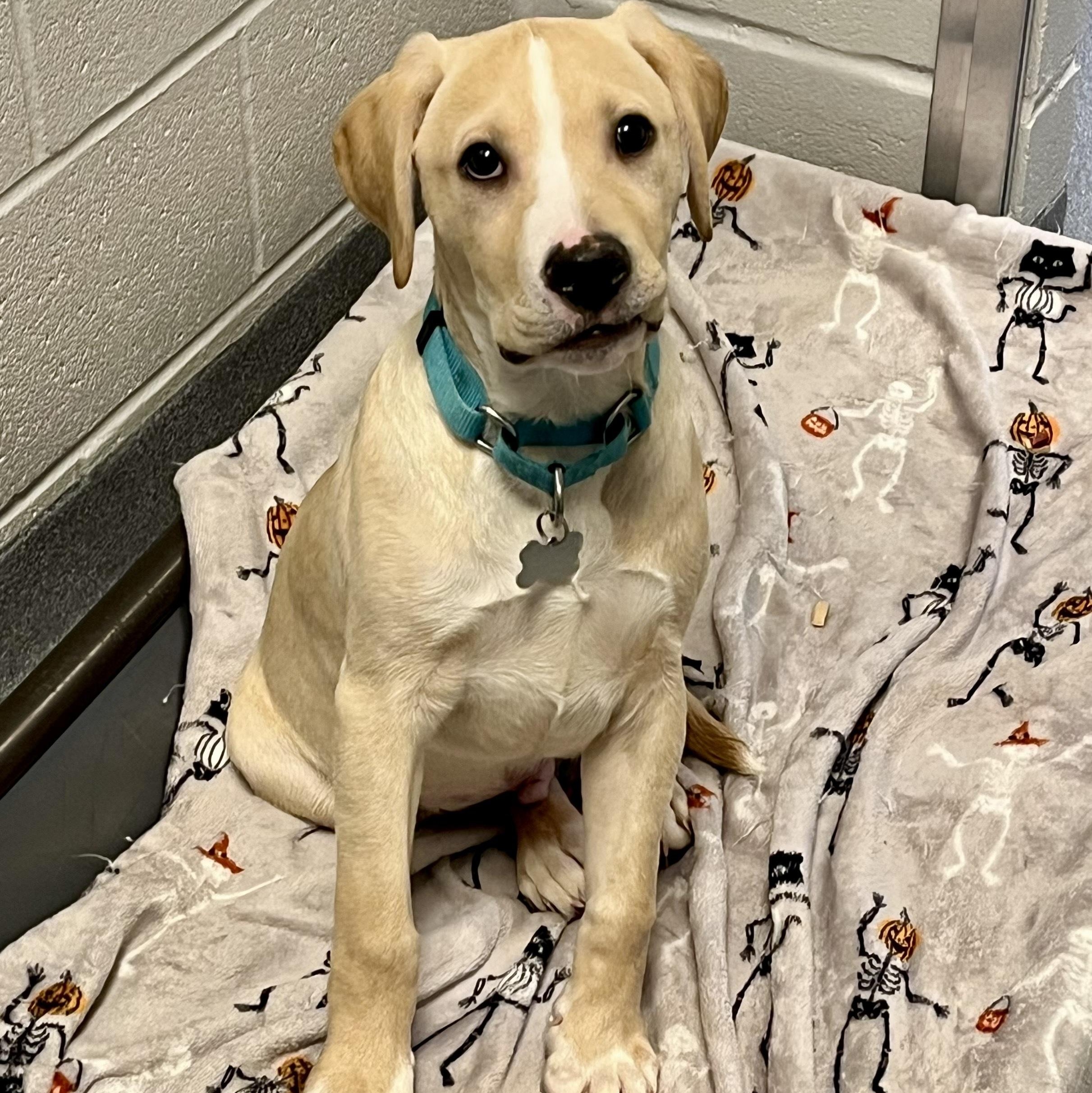 Lindsey Buckingham, adoptable, Puppy Male Mixed Breed.