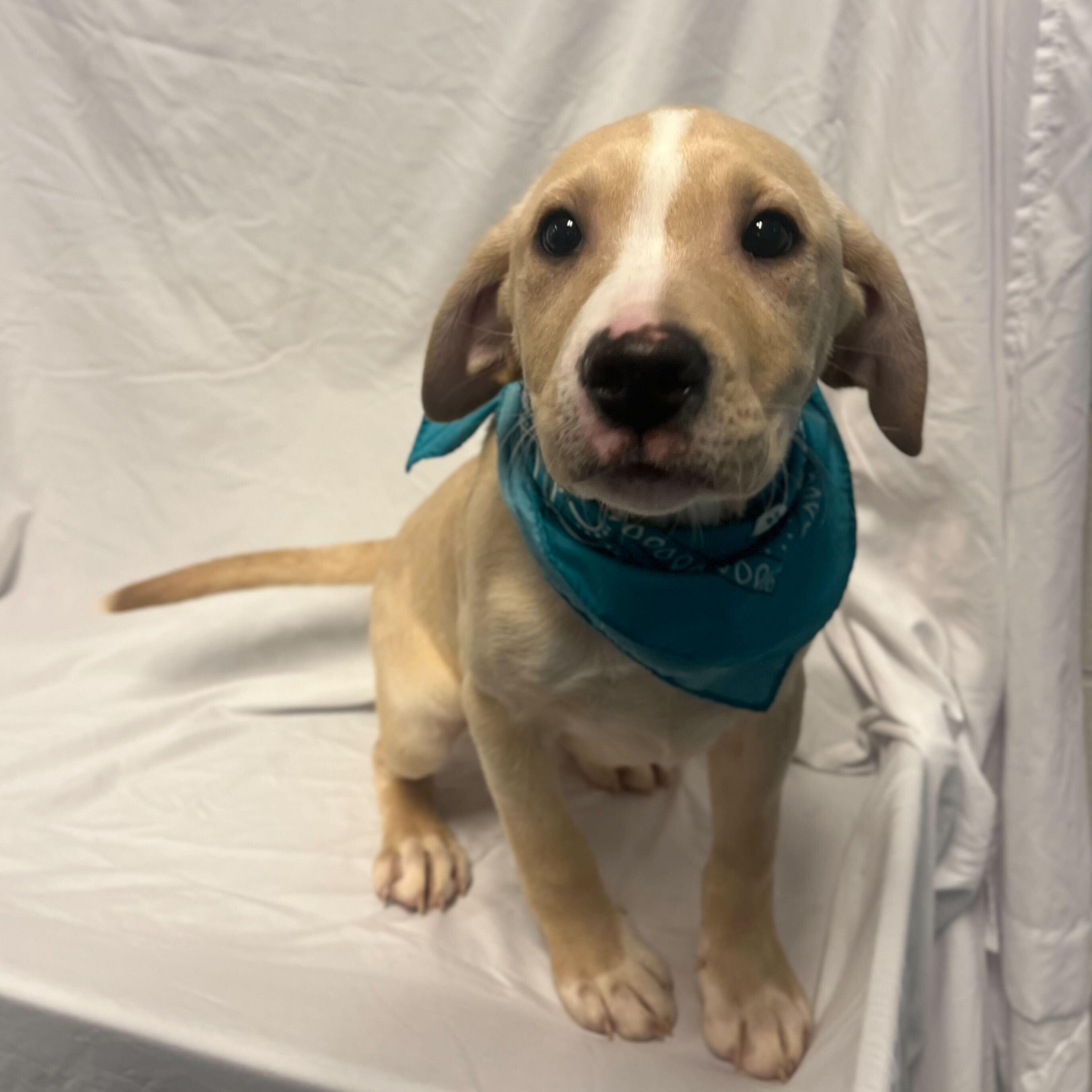 Lindsey Buckingham, adoptable, Puppy Male Mixed Breed.