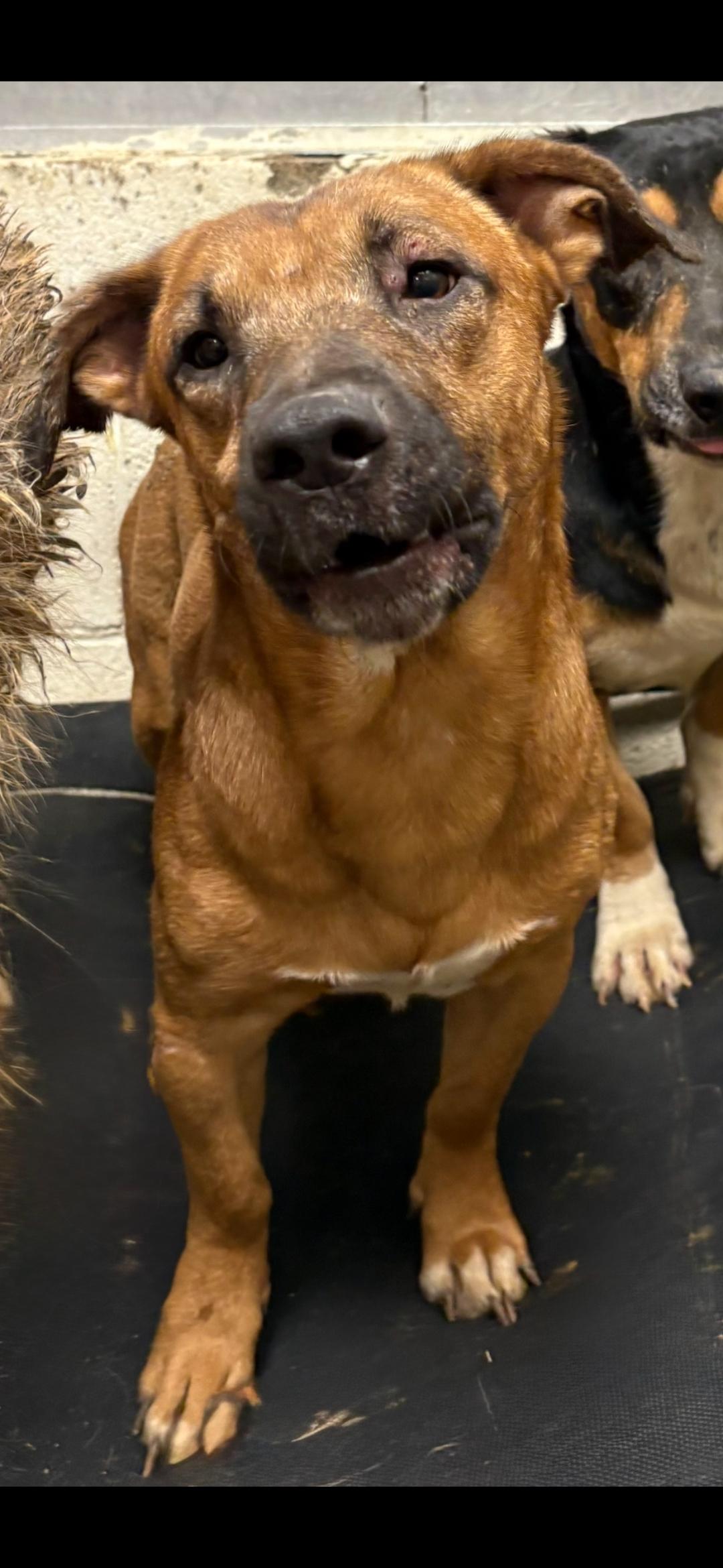 Enlarge Duke , an adopted mixed breed in Berea, KY image 1/1