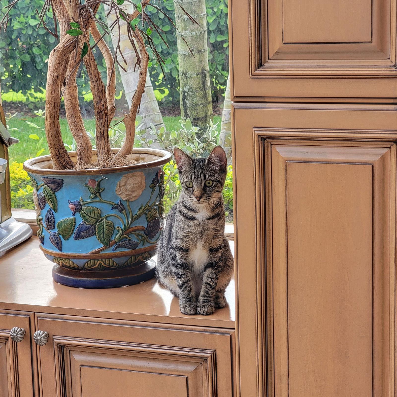 Enlarge Wallis, a Adoptable Tabby in Boynton Beach, FL image 1/1