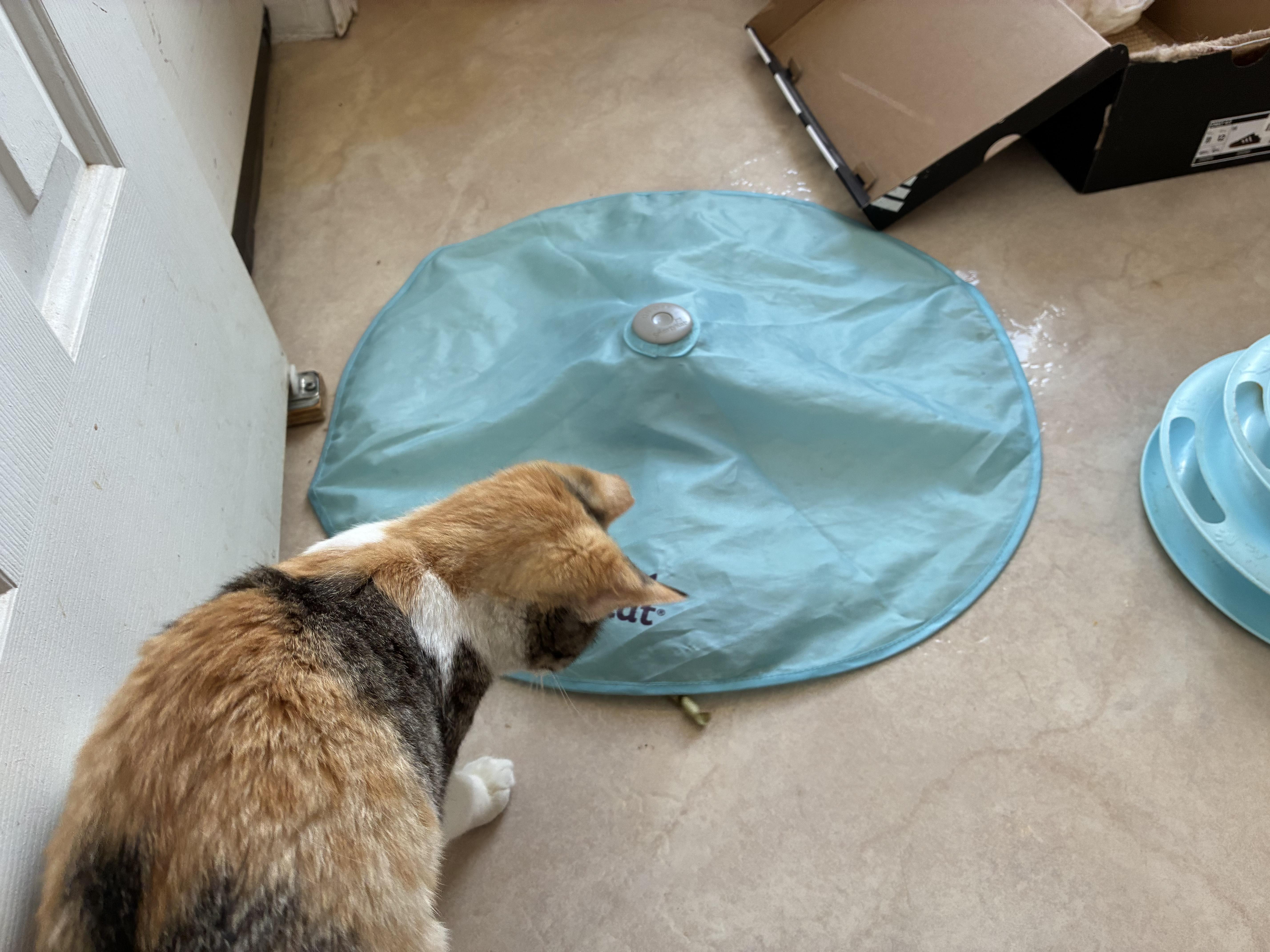 Enlarge Furrn  - Calico, a Adoptable Calico in Moorestown, NJ image 3/4