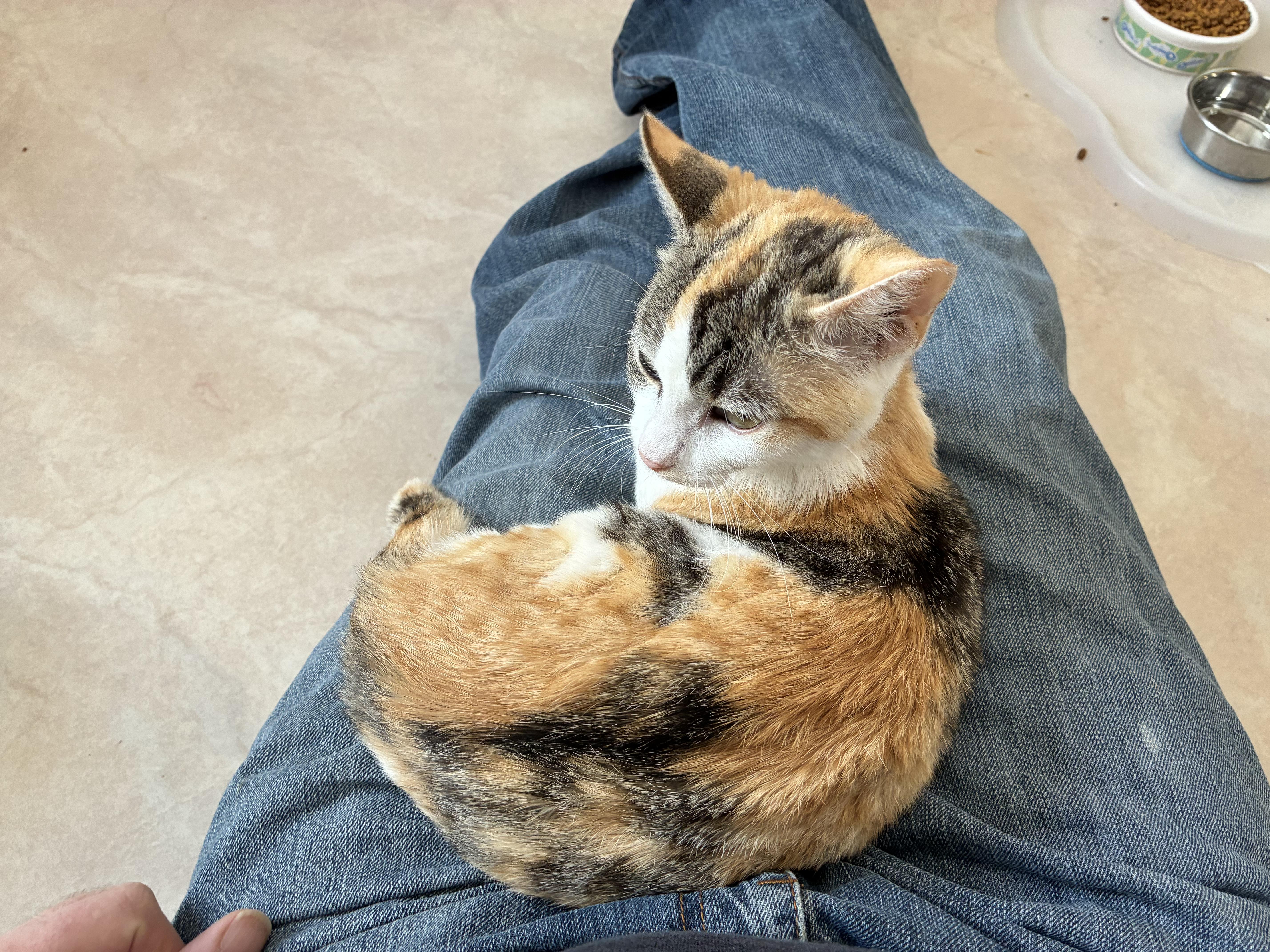 Enlarge Furrn  - Calico, a Adoptable Calico in Moorestown, NJ image 4/4