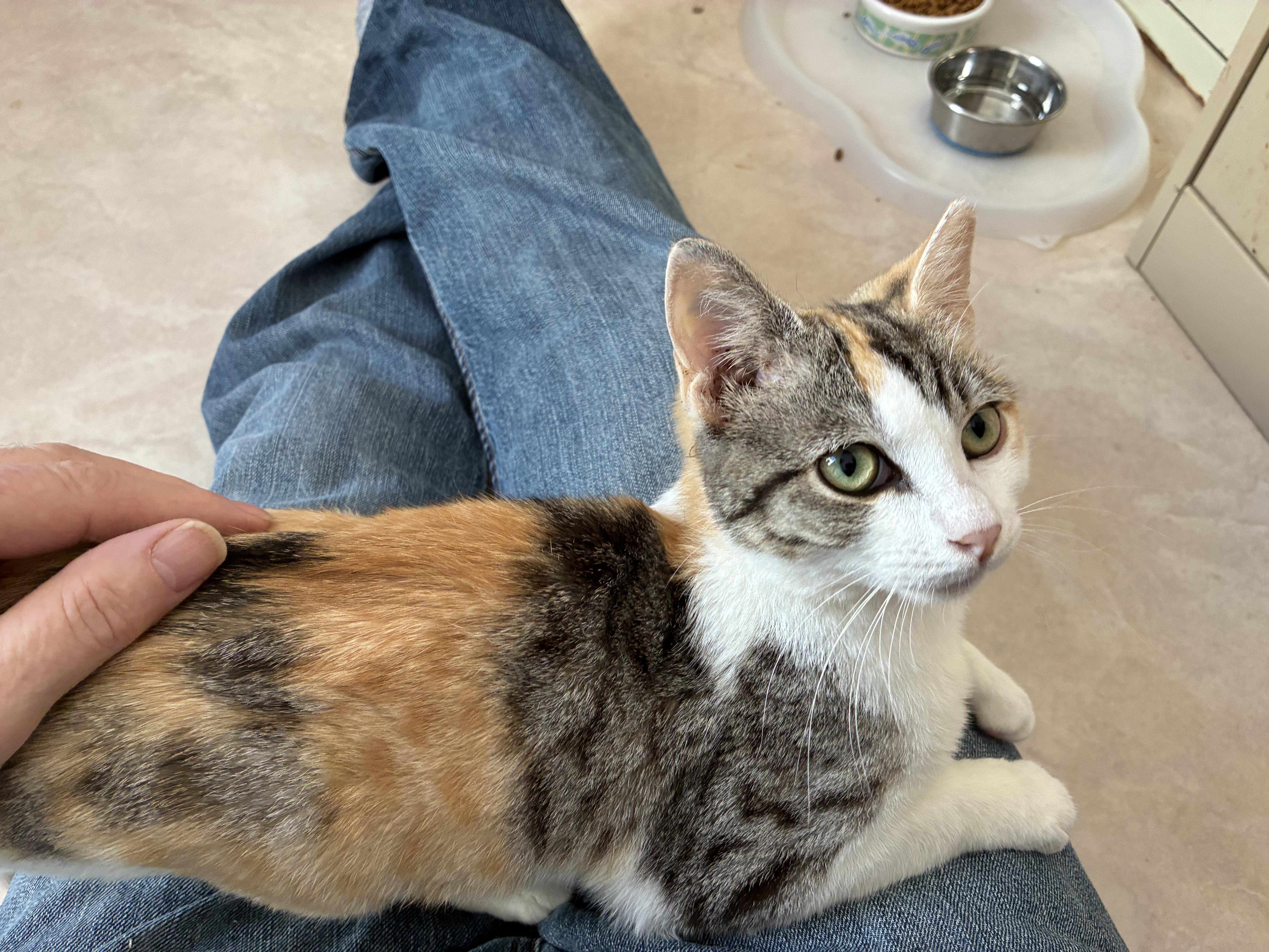 Enlarge Furrn  - Calico, a Adoptable Calico in Moorestown, NJ image 1/4
