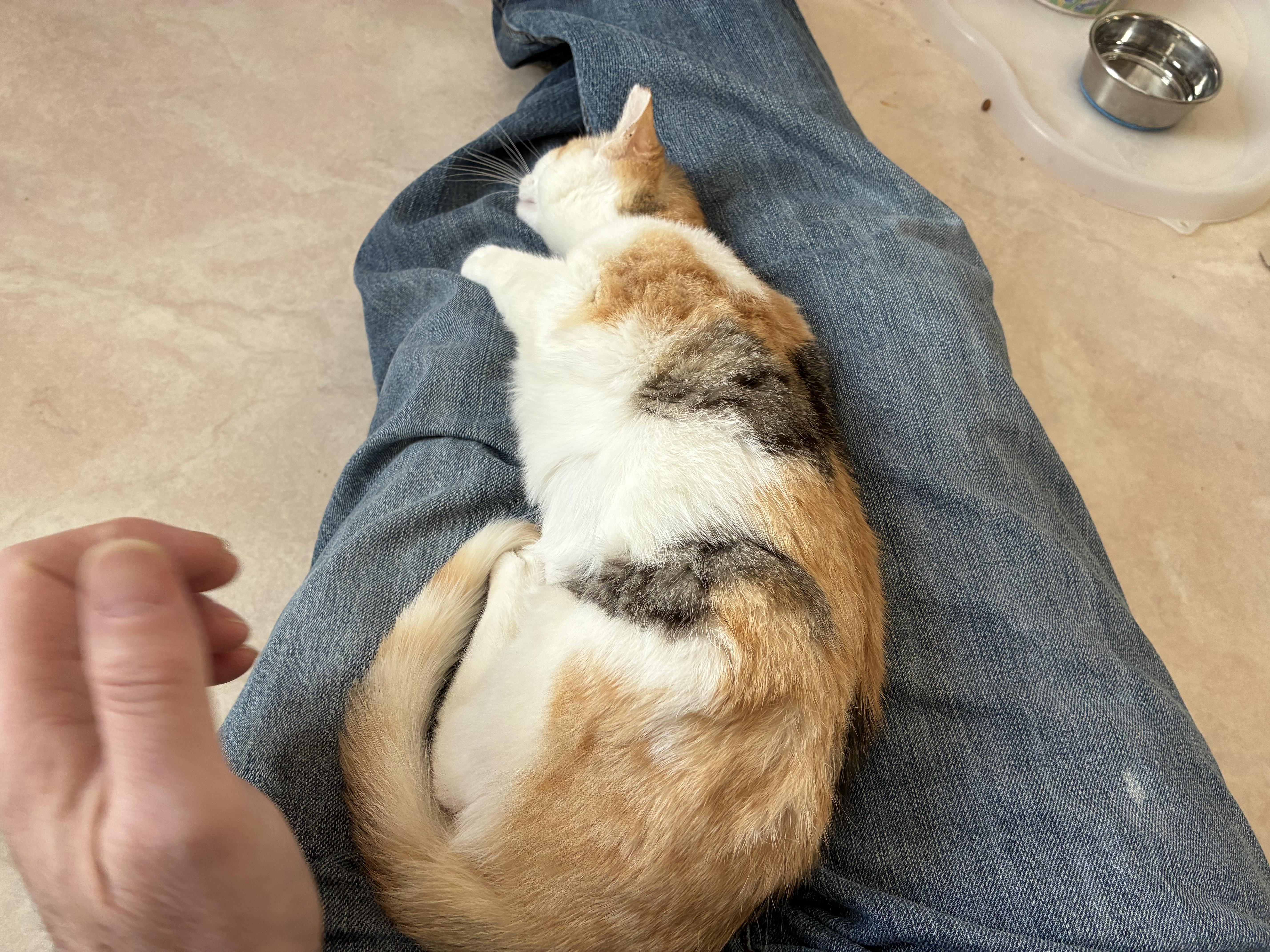 Enlarge Furrn  - Calico, a Adoptable Calico in Moorestown, NJ image 2/4