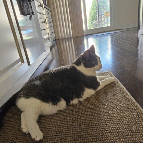 Enlarge Zoey, a Adoptable Domestic Short Hair in Toronto, ON image 1/5