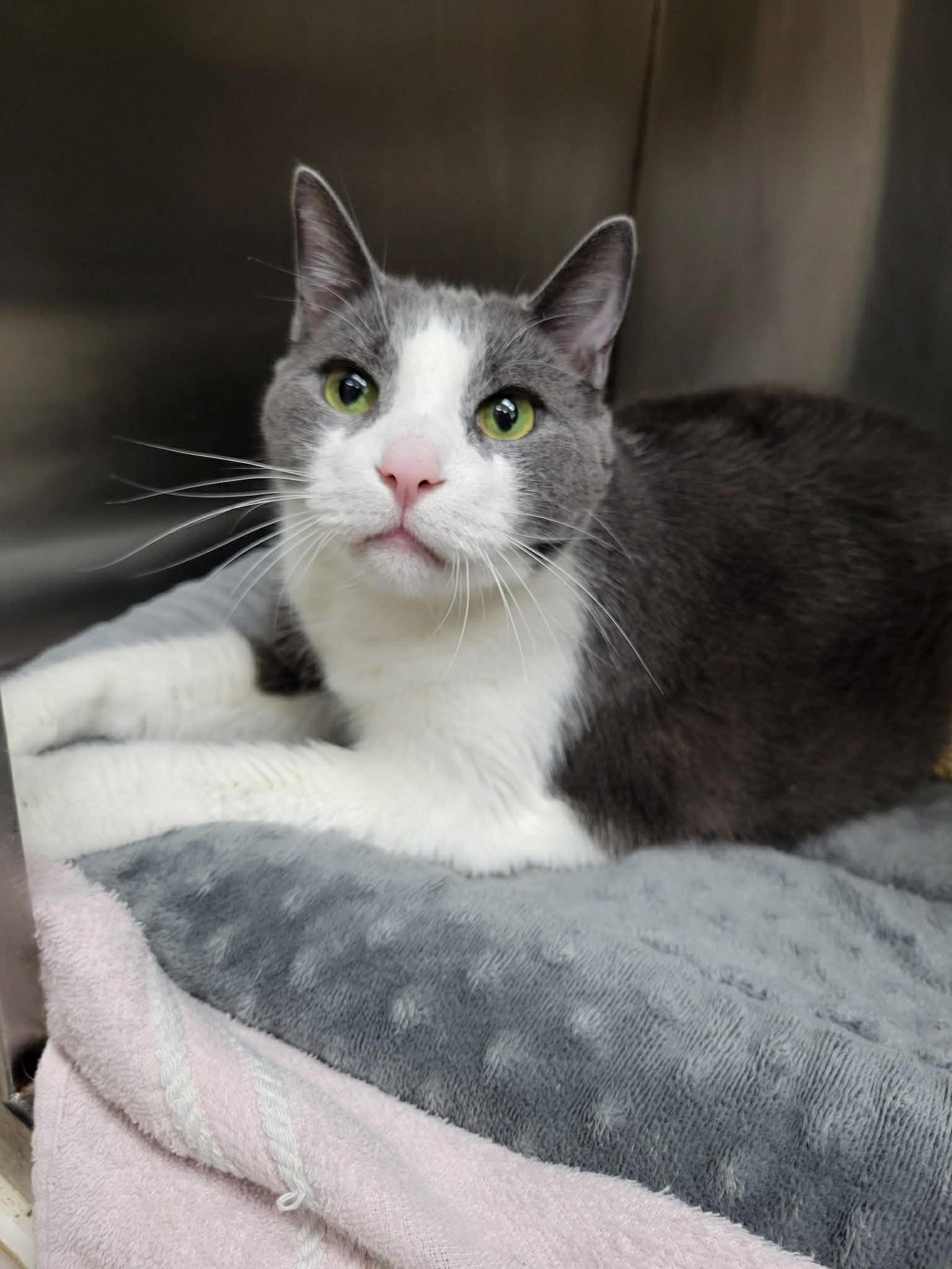 Zoey, Adoptable, Senior Female Domestic Short Hair.