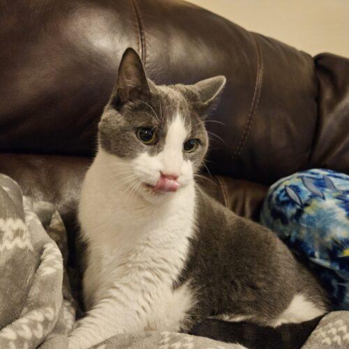 Enlarge Zoey, a Adoptable Domestic Short Hair in Toronto, ON image 2/3