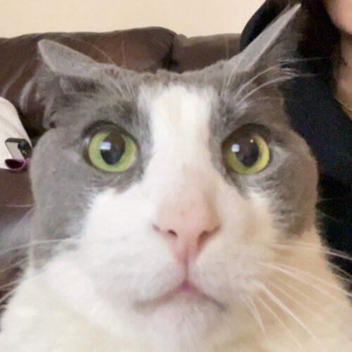 Enlarge Zoey, a Adoptable Domestic Short Hair in Toronto, ON image 2/5