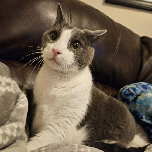 Enlarge Zoey, a Adoptable Domestic Short Hair in Toronto, ON image 3/3