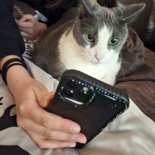 Enlarge Zoey, a Adoptable Domestic Short Hair in Toronto, ON image 3/5