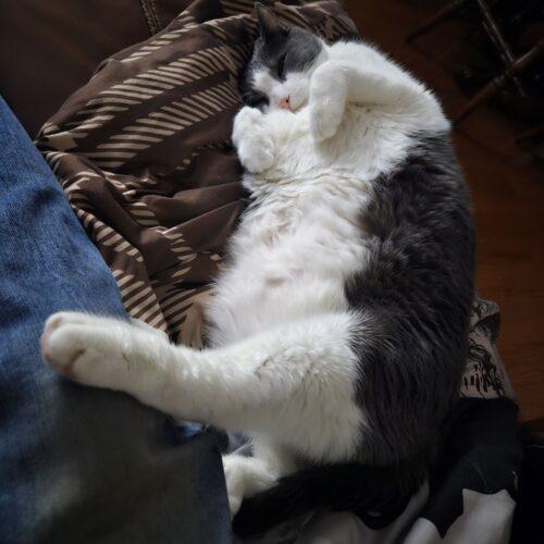 Enlarge Zoey, a Adoptable Domestic Short Hair in Toronto, ON image 4/5