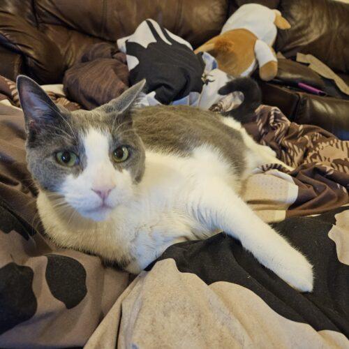 Enlarge Zoey, a Adoptable Domestic Short Hair in Toronto, ON image 5/5