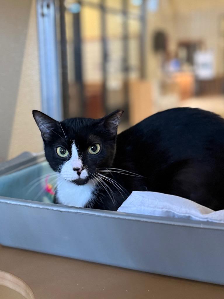 Jemima, Adoptable, Adult Female Domestic Short Hair.