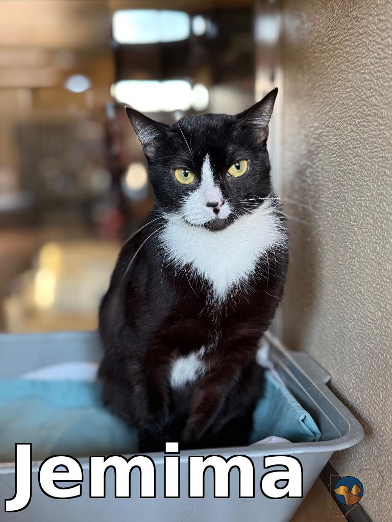 Enlarge Jemima, a Adoptable mixed breed in Douglasville, GA image 2/3