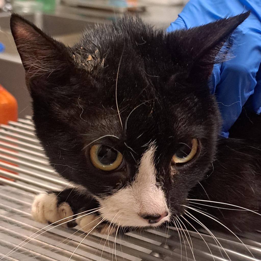 Enlarge Jemima, a Adoptable mixed breed in Douglasville, GA image 3/3