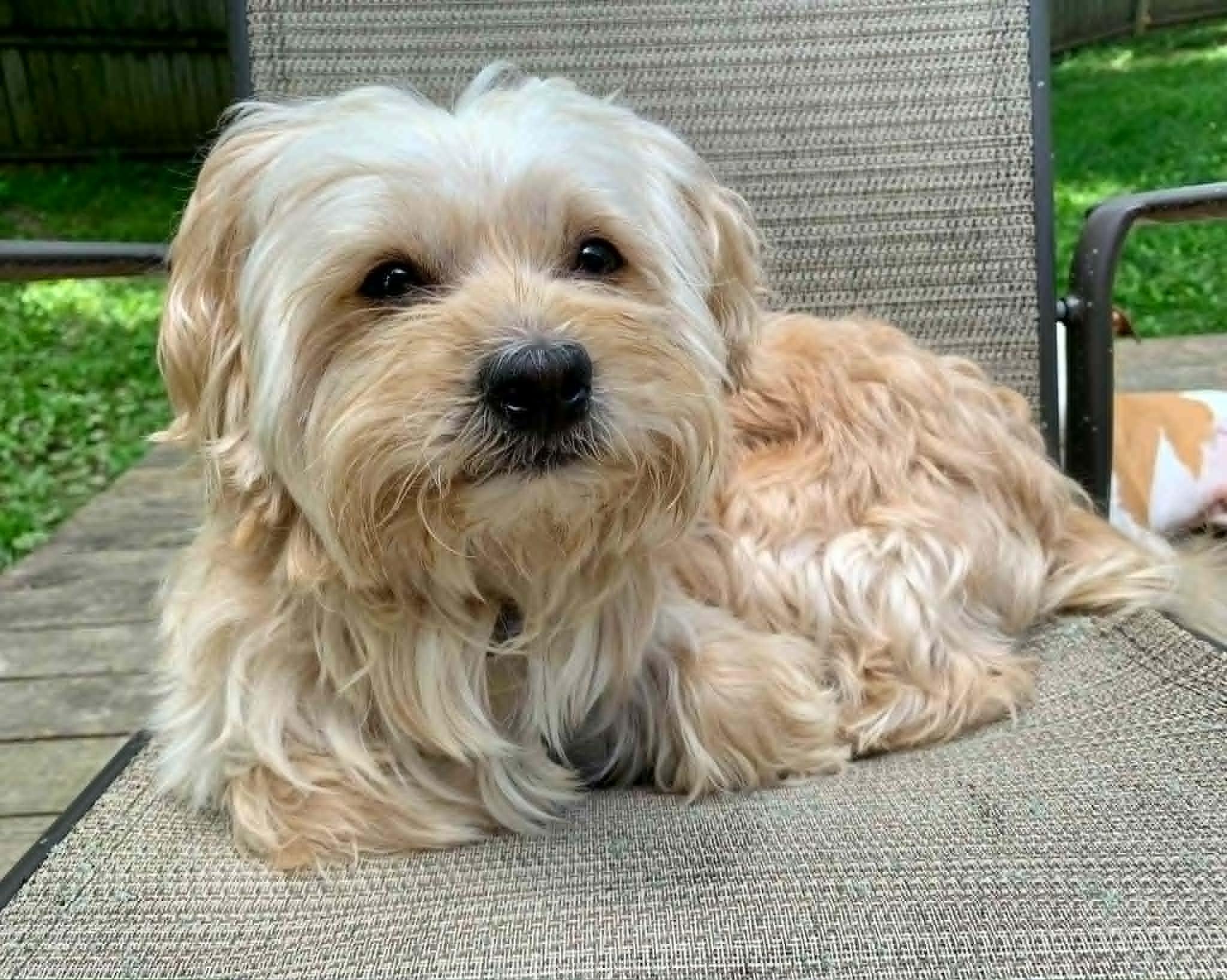 Mayhem, an adopted mixed breed in Dayton, OH image 2/5