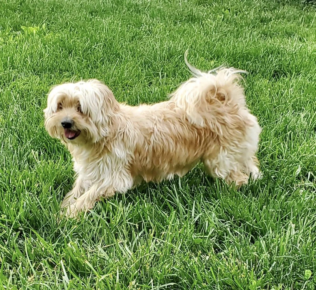 Mayhem, an adopted mixed breed in Dayton, OH image 4/5