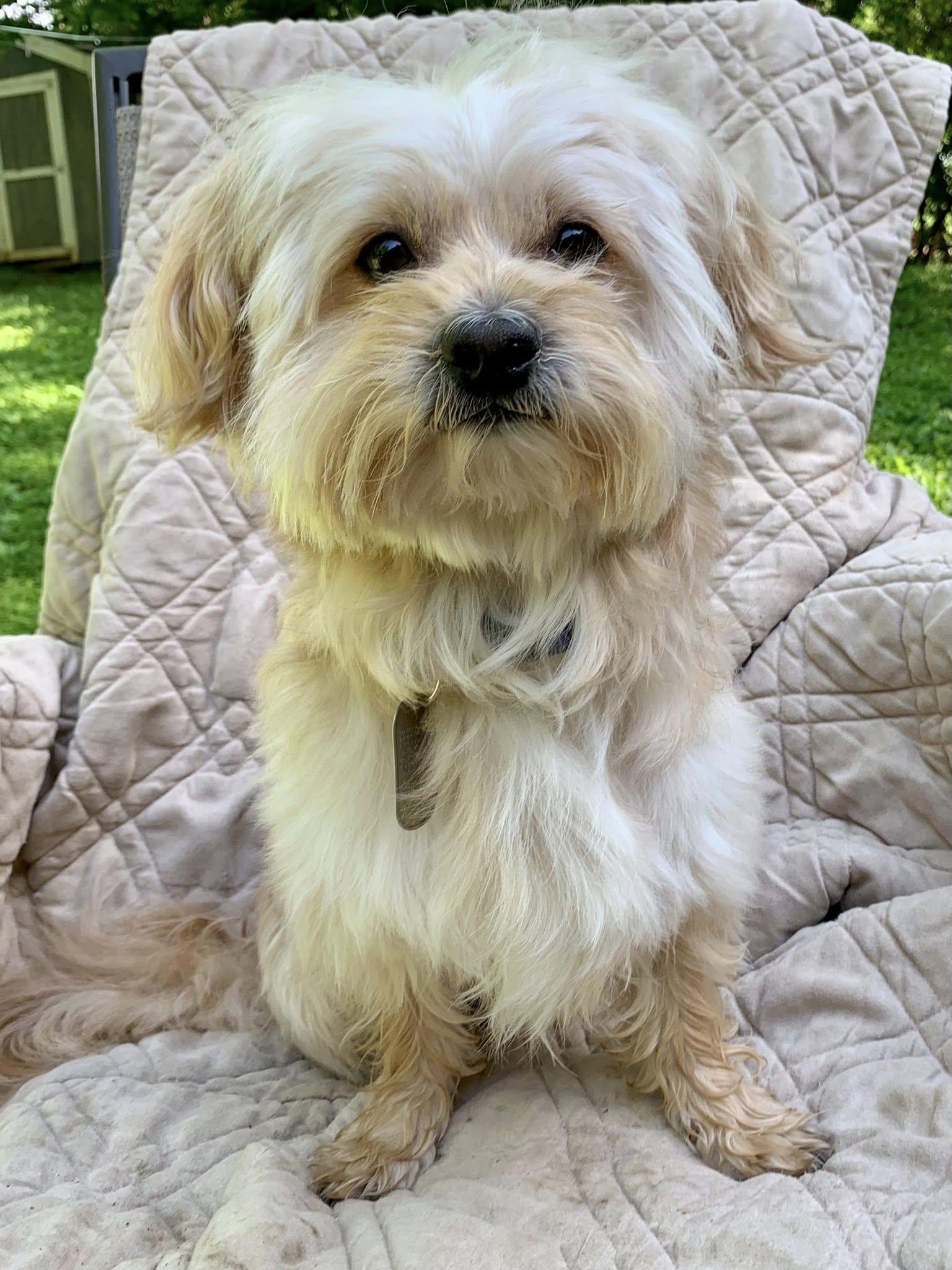 Mayhem, an adopted mixed breed in Dayton, OH image 3/5