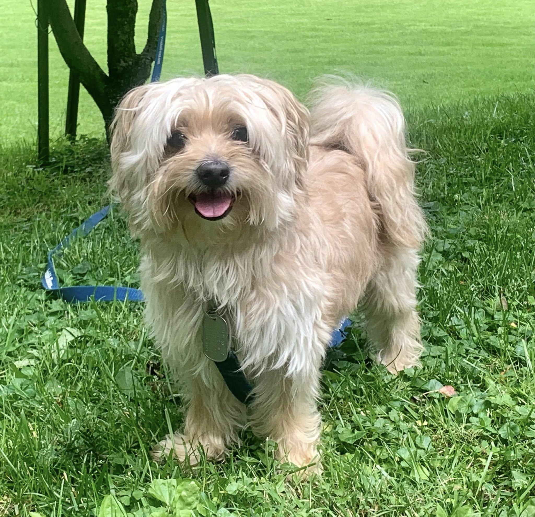 Mayhem, an adopted mixed breed in Dayton, OH image 5/5