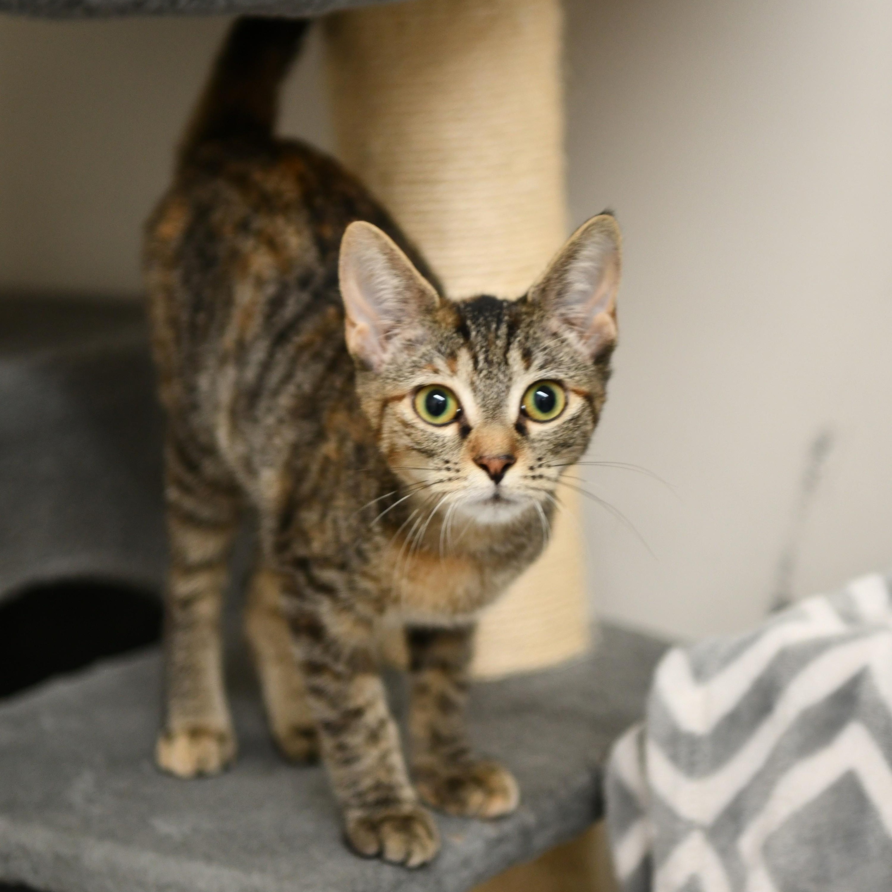 Enlarge Weasel, a Adoptable Domestic Short Hair in Fairhope, AL image 1/1